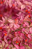 JOHN MASSEY GARDEN, ASHWOOD NURSERIES, WORCESTERSHIRE: SEPTEMBER: RED BERRIES, FRUITS, LEAVES, FOLIAGE OF EUONYMUS ALATUS F CILIATODENTATUS, SHRUBS