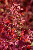 JOHN MASSEY GARDEN, ASHWOOD NURSERIES, WORCESTERSHIRE: SEPTEMBER: RED BERRIES, FRUITS, LEAVES, FOLIAGE OF EUONYMUS ALATUS F CILIATODENTATUS, SHRUBS
