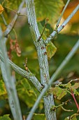 JOHN MASSEY GARDEN, ASHWOOD NURSERIES, WORCESTERSHIRE: SEPTEMBER, BARK, TRUNK OF SNAKE BARK MAPLE, ACER TEGMENTOSUM VALLEY PHANTOM, TREES