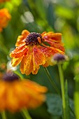 JOHN MASSEY GARDEN, ASHWOOD NURSERIES, WORCESTERSHIRE: SEPTEMBER, ORANGE FLOWERS, BLOOMS OF HELENIUM SAHINS EARLY FLOWERER, PERENNIALS