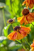 JOHN MASSEY GARDEN, ASHWOOD NURSERIES, WORCESTERSHIRE: SEPTEMBER, ORANGE FLOWERS, BLOOMS OF HELENIUM SAHINS EARLY FLOWERER, PERENNIALS