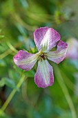 JOHN MASSEY GARDEN, ASHWOOD NURSERIES, WORCESTERSHIRE: SEPTEMBER; PURPLE, WHITE FLOWERS, BLOOMS OF CLEMATIS I AM LADY Q, CLIMBERS