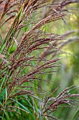 JOHN MASSEY GARDEN, ASHWOOD NURSERIES, WORCESTERSHIRE: SEPTEMBER, ORNAMENTAL GRASSES, MISCANTHUS MALEPARTUS