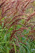 JOHN MASSEY GARDEN, ASHWOOD NURSERIES, WORCESTERSHIRE: SEPTEMBER, ORNAMENTAL GRASSES, MISCANTHUS MALEPARTUS