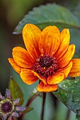 JOHN MASSEY GARDEN, ASHWOOD NURSERIES, WORCESTERSHIRE: SEPTEMBER, ORANGE FLOWERS, BLOOMS OF HELIOPSIS BLEEDING HEARTS, PERENNIALS