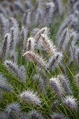 JOHN MASSEY GARDEN, ASHWOOD NURSERIES, WORCESTERSHIRE: SEPTEMBER, ORNAMENTA GRASSES, PENNISETUM DARK DESIRE