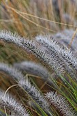 JOHN MASSEY GARDEN, ASHWOOD NURSERIES, WORCESTERSHIRE: SEPTEMBER, ORNAMENTA GRASSES, PENNISETUM DARK DESIRE