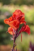 JOHN MASSEY GARDEN, ASHWOOD NURSERIES, WORCESTERSHIRE: SEPTEMBER, ORANGE FLOWERS, BLOOMS OF CANNA TROPICANA BLACK