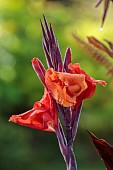 JOHN MASSEY GARDEN, ASHWOOD NURSERIES, WORCESTERSHIRE: SEPTEMBER, ORANGE FLOWERS, BLOOMS OF CANNA TROPICANA BLACK