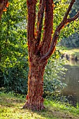 JOHN MASSEY GARDEN, ASHWOOD NURSERIES, WORCESTERSHIRE: SEPTEMBER: BARK, TRUNK OF JAPANESE MAPLE, ACER GRISEUM, PAPERBARK MAPLE