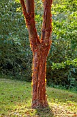 JOHN MASSEY GARDEN, ASHWOOD NURSERIES, WORCESTERSHIRE: SEPTEMBER: BARK, TRUNK OF JAPANESE MAPLE, ACER GRISEUM, PAPERBARK MAPLE