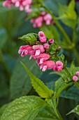 JOHN MASSEY GARDEN, ASHWOOD NURSERIES, WORCESTERSHIRE: SEPTEMBER: PINK FLOWERS, BLOOMS OF SALVIA OXYYPHORA, FUZZY BOLIVIAN SAGE, PERENNIALS