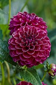 JOHN MASSEY GARDEN, ASHWOOD NURSERIES, WORCESTERSHIRE: SEPTEMBER, PURPLE, RED FLOWERS, BLOOMS OF DAHLIA GYPSY NIGHT