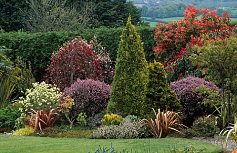 MIXED_PLANTING_OF_CONIFERS__WEEPING_COPPER_BEECH_WITH_PIERIS_FOREST_FLAME_LAKEMOUNT__COCORK