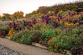 ASTON POTTERY, OXFORDSHIRE: BORDERS, SEPTEMBER, BORDER, HOT BORDER, RUDBECKIA AUTUMN FOREST, AMARANTHUS HOPI RED DYE, LOBELIA TUPA, ALSTROEMERIA, KNIPHOFIA FIERY RED, SALVIAS