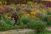 ASTON POTTERY, OXFORDSHIRE: BORDERS, SEPTEMBER, BORDER, HOT BORDER, RUDBECKIA AUTUMN FOREST, AMARANTHUS HOPI RED DYE, LOBELIA TUPA, ALSTROEMERIA, KNIPHOFIA FIERY RED, SALVIAS