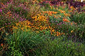 ASTON POTTERY, OXFORDSHIRE: BORDERS, SEPTEMBER, BORDER, HOT BORDER, RUDBECKIA AUTUMN FOREST, AMARANTHUS HOPI RED DYE, LOBELIA TUPA, ALSTROEMERIA, KNIPHOFIA FIERY RED, SALVIAS