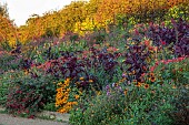 ASTON POTTERY, OXFORDSHIRE: BORDERS, SEPTEMBER, BORDER, HOT BORDER, RUDBECKIA AUTUMN FOREST, AMARANTHUS HOPI RED DYE, LOBELIA TUPA, ALSTROEMERIA, KNIPHOFIA FIERY RED, SALVIAS
