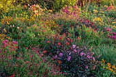 ASTON POTTERY, OXFORDSHIRE: BORDERS, SEPTEMBER, BORDER, HOT BORDER, RUDBECKIA AUTUMN FOREST,DAHLIAS, SALVIAS