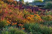 ASTON POTTERY, OXFORDSHIRE: BORDERS, SEPTEMBER, BORDER, HOT BORDER, RUDBECKIA AUTUMN FOREST, LOBELIA TUPA, ALSTROEMERIA, DAHLIAS, SALVIAS, AMARANTHUS HOPI RED DYE