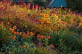 ASTON POTTERY, OXFORDSHIRE: BORDERS, SEPTEMBER, BORDER, HOT BORDER, RUDBECKIA AUTUMN FOREST, LOBELIA TUPA, ALSTROEMERIA, DAHLIAS, SALVIAS, AMARANTHUS HOPI RED DYE