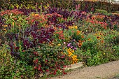 ASTON POTTERY, OXFORDSHIRE: BORDERS, SEPTEMBER, BORDER, HOT BORDER, RUDBECKIA AUTUMN FOREST, LOBELIA TUPA, ALSTROEMERIA, DAHLIAS, SALVIAS, AMARANTHUS HOPI RED DYE, FUCHSIA