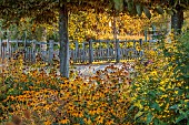 ASTON POTTERY, OXFORDSHIRE: BORDERS, SEPTEMBER, GOLDEN BORDER WITH RUDBECKIA AUTUMN FOREST, HELIANTHUS LEMON QUEEN, ORNAMENTAL WOODEN FENCE, FENCING