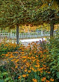 ASTON POTTERY, OXFORDSHIRE: BORDERS, SEPTEMBER, GOLDEN BORDER WITH RUDBECKIA AUTUMN FOREST, HELIANTHUS LEMON QUEEN, ORNAMENTAL WOODEN FENCE, FENCING
