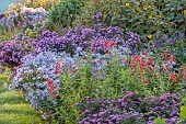 ASTON POTTERY, OXFORDSHIRE: BORDERS, SEPTEMBER, ASTERS, BRILLIANT, EZO MIRASAKI, ADA BALLARD, MARIE BALLARD, BARRS BLUE, LITTLE CARLOW, PENSTEMON KING GEORGE, INULA, HELIANTHUS