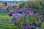 ASTON POTTERY, OXFORDSHIRE: BORDERS, SEPTEMBER, ASTERS, BRILLIANT, EZO MIRASAKI, ADA BALLARD, MARIE BALLARD, BARRS BLUE, LITTLE CARLOW, PENSTEMON KING GEORGE, INULA, HELIANTHUS