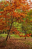 EVENLEY WOOD GARDEN, NORTHAMPTONSHIRE: OCTOBER, AUTUMN, FALL, BROWN, ORANGE FOLIAGE, LEAVES OF OAK, QUERCUS RUBRA AUREA EVENLEY GOLD