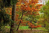 EVENLEY WOOD GARDEN, NORTHAMPTONSHIRE: OCTOBER, AUTUMN, FALL, BROWN, ORANGE FOLIAGE, LEAVES OF OAK, QUERCUS RUBRA AUREA EVENLEY GOLD