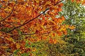 EVENLEY WOOD GARDEN, NORTHAMPTONSHIRE: OCTOBER, AUTUMN, FALL, BROWN, ORANGE FOLIAGE, LEAVES OF OAK, QUERCUS RUBRA AUREA EVENLEY GOLD