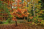 EVENLEY WOOD GARDEN, NORTHAMPTONSHIRE: OCTOBER, AUTUMN, FALL, BROWN, ORANGE FOLIAGE, LEAVES OF OAK, QUERCUS RUBRA AUREA EVENLEY GOLD, MAGNOLIA EVENLEY SUNSET