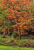 EVENLEY WOOD GARDEN, NORTHAMPTONSHIRE: OCTOBER, AUTUMN, FALL, BROWN, ORANGE FOLIAGE, LEAVES OF OAK, QUERCUS RUBRA AUREA EVENLEY GOLD