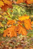 EVENLEY WOOD GARDEN, NORTHAMPTONSHIRE: OCTOBER, AUTUMN, FALL, BROWN, ORANGE FOLIAGE, LEAVES OF OAK, QUERCUS RUBRA AUREA EVENLEY GOLD