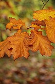 EVENLEY WOOD GARDEN, NORTHAMPTONSHIRE: OCTOBER, AUTUMN, FALL, BROWN, ORANGE FOLIAGE, LEAVES OF OAK, QUERCUS RUBRA AUREA EVENLEY GOLD