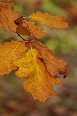 EVENLEY WOOD GARDEN, NORTHAMPTONSHIRE: OCTOBER, AUTUMN, FALL, BROWN, ORANGE FOLIAGE, LEAVES OF OAK, QUERCUS RUBRA AUREA EVENLEY GOLD