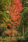 EVENLEY WOOD GARDEN, NORTHAMPTONSHIRE: OCTOBER, AUTUMN, FALL, RED, ORANGE FOLIAGE, LEAVES OF MAPLE, ACER X FREEMANII AUTUMN BLAZE, MAPLES