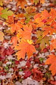 EVENLEY WOOD GARDEN, NORTHAMPTONSHIRE: OCTOBER, AUTUMN, FALL, RED, ORANGE FOLIAGE, LEAVES OF MAPLE, ACER X FREEMANII AUTUMN BLAZE, MAPLES