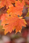 EVENLEY WOOD GARDEN, NORTHAMPTONSHIRE: OCTOBER, AUTUMN, FALL, RED, ORANGE FOLIAGE, LEAVES OF MAPLE, ACER X FREEMANII AUTUMN BLAZE, MAPLES