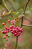 EVENLEY WOOD GARDEN, NORTHAMPTONSHIRE: OCTOBER, AUTUMN, FALL, RED BERRIES OF SORBUS CHERRY RIPE, BERRIES, FRUITS, ROWAN, ASH, WHITEBEAM