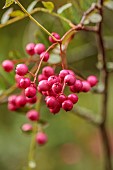 EVENLEY WOOD GARDEN, NORTHAMPTONSHIRE: OCTOBER, AUTUMN, FALL, RED BERRIES OF SORBUS CHERRY RIPE, BERRIES, FRUITS, ROWAN, ASH, WHITEBEAM