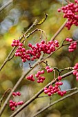 EVENLEY WOOD GARDEN, NORTHAMPTONSHIRE: OCTOBER, AUTUMN, FALL, RED BERRIES OF SORBUS CHERRY RIPE, BERRIES, FRUITS, ROWAN, ASH, WHITEBEAM