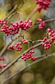EVENLEY WOOD GARDEN, NORTHAMPTONSHIRE: OCTOBER, AUTUMN, FALL, RED BERRIES OF SORBUS CHERRY RIPE, BERRIES, FRUITS, ROWAN, ASH, WHITEBEAM