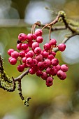 EVENLEY WOOD GARDEN, NORTHAMPTONSHIRE: OCTOBER, AUTUMN, FALL, RED BERRIES OF SORBUS CHERRY RIPE, BERRIES, FRUITS, ROWAN, ASH, WHITEBEAM