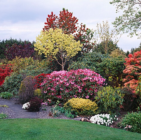 COLOURFUL_SHRUB_BORDER_WITH_RHODODENDRON_BOW_BELLS_UNDER_EMBOTHRIUM_LAKEMOUNT__COCORK