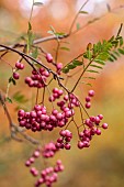 EVENLEY WOOD GARDEN, NORTHAMPTONSHIRE: OCTOBER, AUTUMN, FALL, RED BERRIES OF SORBUS CHERRY RIPE, BERRIES, FRUITS, ROWAN, ASH, WHITEBEAM