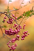 EVENLEY WOOD GARDEN, NORTHAMPTONSHIRE: OCTOBER, AUTUMN, FALL, RED BERRIES OF SORBUS CHERRY RIPE, BERRIES, FRUITS, ROWAN, ASH, WHITEBEAM