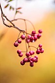 EVENLEY WOOD GARDEN, NORTHAMPTONSHIRE: OCTOBER, AUTUMN, FALL, RED BERRIES OF SORBUS CHERRY RIPE, BERRIES, FRUITS, ROWAN, ASH, WHITEBEAM